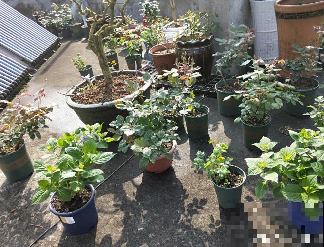 一个大男人,特别喜欢养花,这是种什么样的心态? 一个大男人,特别喜欢养花,这是种什么样的心态?