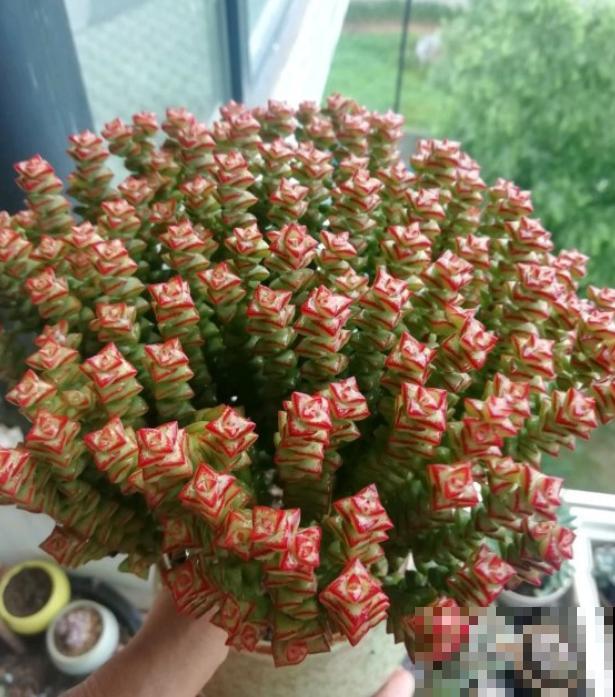 这种多肉,爆盆太可怕了,叶子多得往外溢! 这种多肉,爆盆太可怕了,叶子多得往外溢!