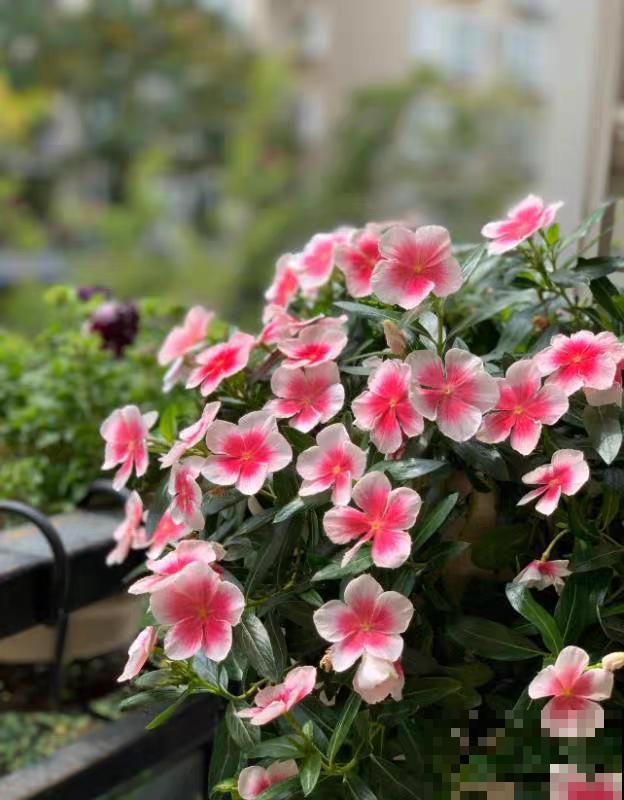 10种花,不怕风吹雨淋,不怕暴晒干旱,四季爆开花,堪称花坚强! 10种花,不怕风吹雨淋,不怕暴晒干旱,四季爆开花,堪称花坚强!