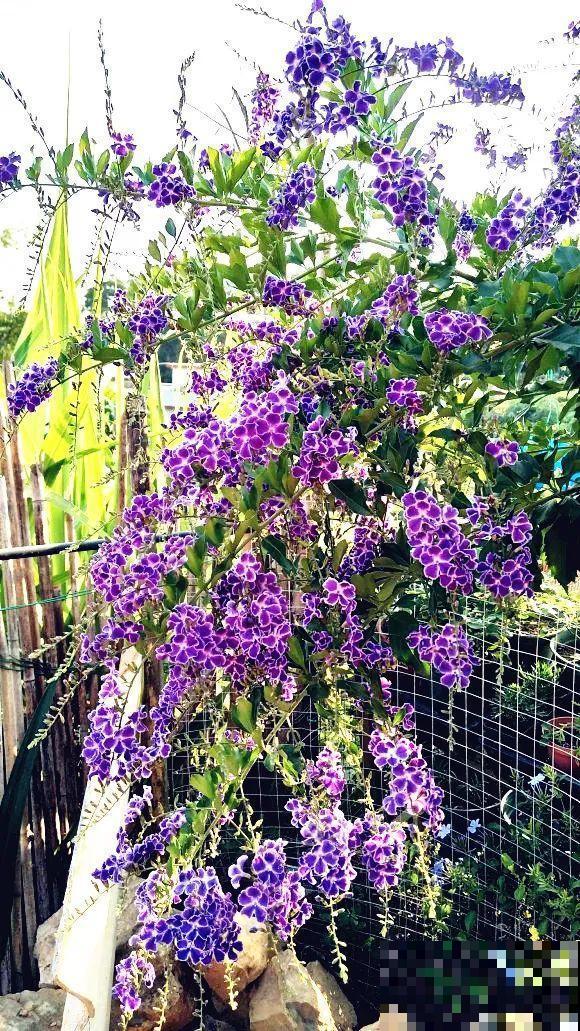 10种花,不怕风吹雨淋,不怕暴晒干旱,四季爆开花,堪称花坚强! 10种花,不怕风吹雨淋,不怕暴晒干旱,四季爆开花,堪称花坚强!