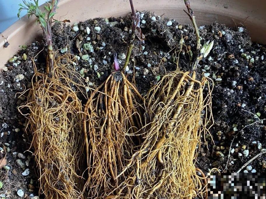 1种花现在剪,芽窜得更多,开出整面大花墙 1种花现在剪,芽窜得更多,开出整面大花墙