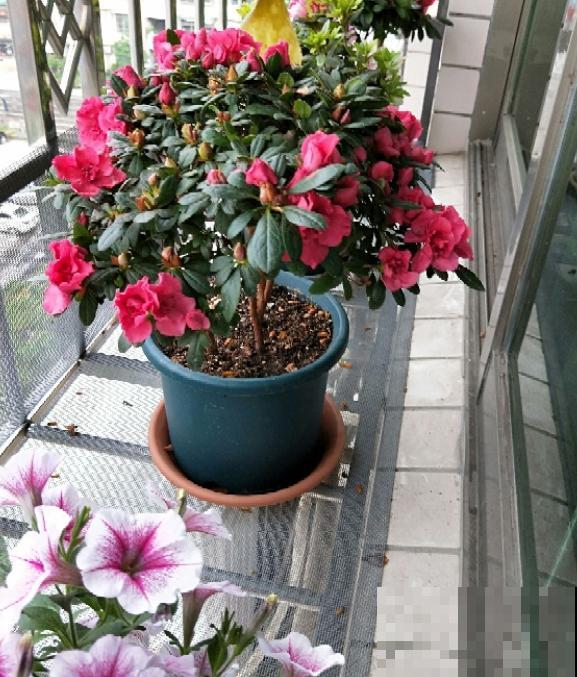 一个大男人,特别喜欢养花,这是种什么样的心态? 一个大男人,特别喜欢养花,这是种什么样的心态?