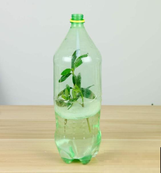扦插百试百灵的小妙招，不信你也试试，3~5天就生根！