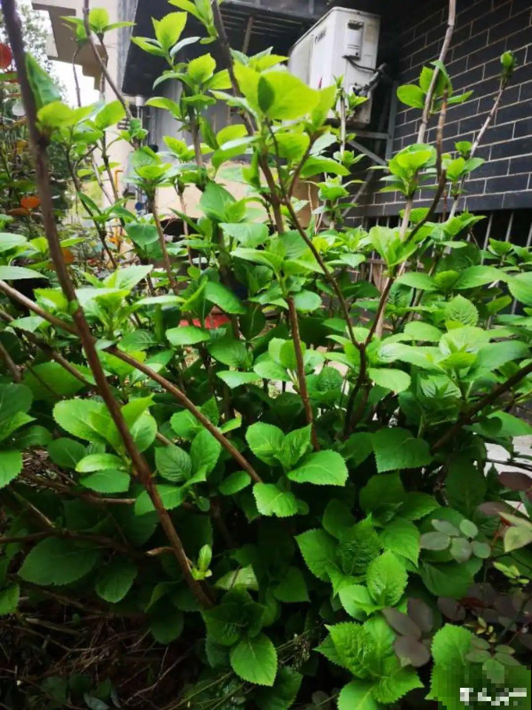 9种花,夏天剃个小平头,平平稳稳度夏天 9种花,夏天剃个小平头,平平稳稳度夏天