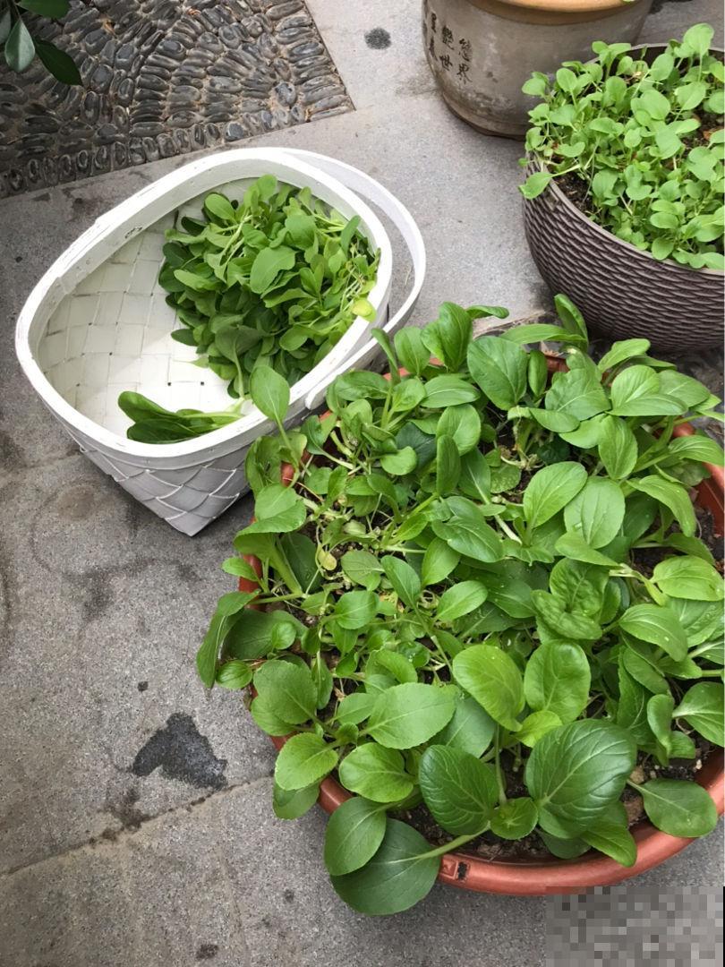 小阳台种菜,空间利用好,一年的菜都够吃 小阳台种菜,空间利用好,一年的菜都够吃