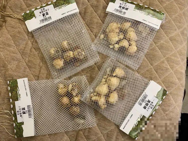 极品小铃铛,养一盆生一窝,冬天也能开花! 极品小铃铛,养一盆生一窝,冬天也能开花!