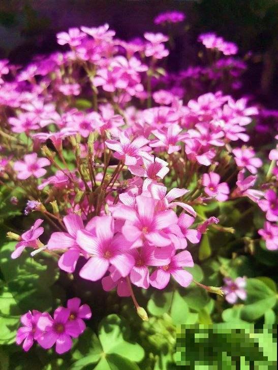 脚踩都不死的花，一开就是一大片，纯属懒人花卉