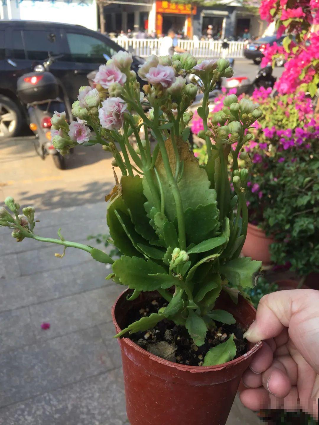 周末去花市捡漏，这花竟然1块钱1棵，赶紧买！