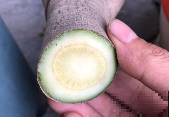 6种花扦插,杆子越粗越好活,根长成大扫把! 6种花扦插,杆子越粗越好活,根长成大扫把!