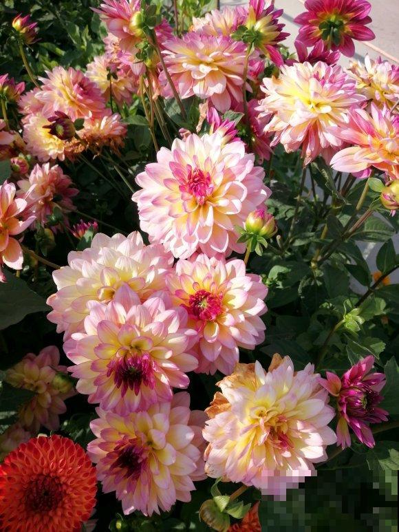 4种人间富贵花,雍容典雅、富贵逼人,一眼就被吸引了! 4种人间富贵花,雍容典雅、富贵逼人,一眼就被吸引了!