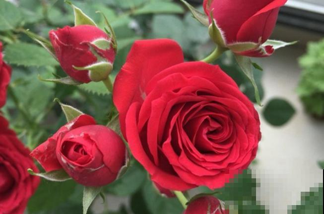 几种适合阳台养的月季,夏天也很少生病,太省心了! 几种适合阳台养的月季,夏天也很少生病,太省心了!