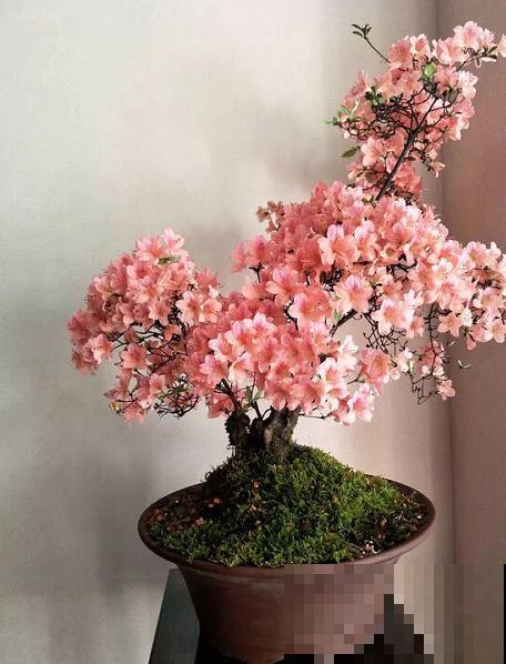 3种花要贱养，盆越小、开花越多，放大盆里容易死！