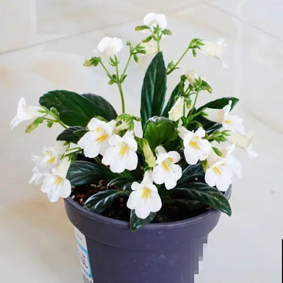 12种花，堪称“耐阴王”，比绿萝好看一万倍！