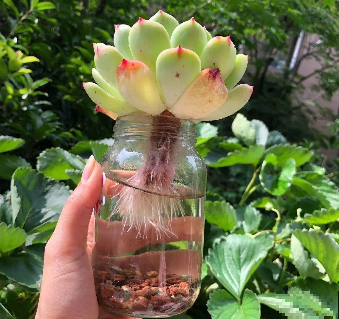茉莉花扦插有机关，砍这一段枝条，插土里3天就活！