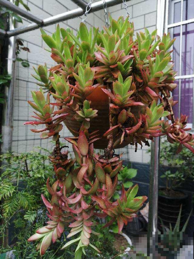 3种花不能养老桩，开花越来越少，最后只剩光杆