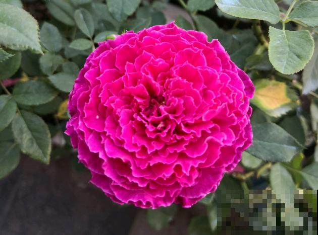 8款冷门月季,表现特别好,但是养的人不多! 8款冷门月季,表现特别好,但是养的人不多!