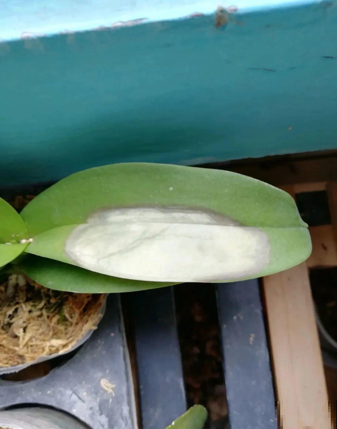 38℃高温，家里的花挺不过去，只剩盆了！