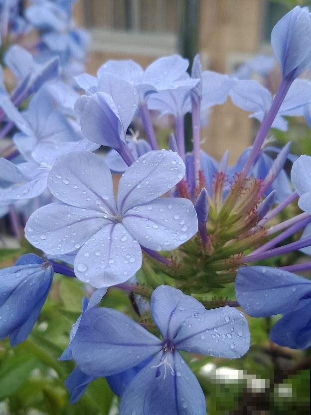 秋天适合播种，土里撒把种子，发芽超快