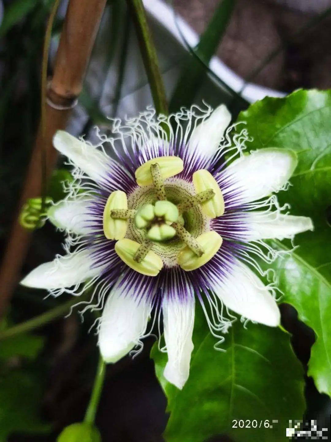 路边掐几根大粗枝,5天就生根,结果沉甸甸! 路边掐几根大粗枝,5天就生根,结果沉甸甸!