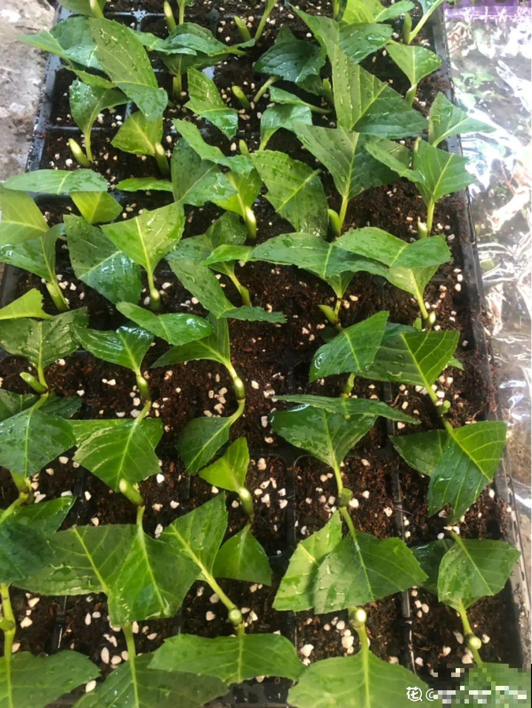 9种花,夏天剃个小平头,平平稳稳度夏天 9种花,夏天剃个小平头,平平稳稳度夏天