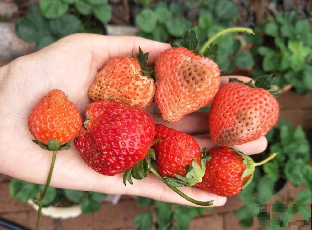 10种花,夏天怕淋雨,下雨赶紧搬进屋! 10种花,夏天怕淋雨,下雨赶紧搬进屋!