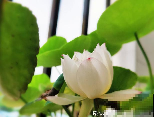 夏天最美的水生花,一个小盆就能养,越晒越好看! 夏天最美的水生花,一个小盆就能养,越晒越好看!