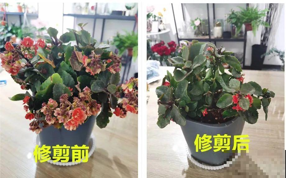 周末去花市捡漏，这花竟然1块钱1棵，赶紧买！