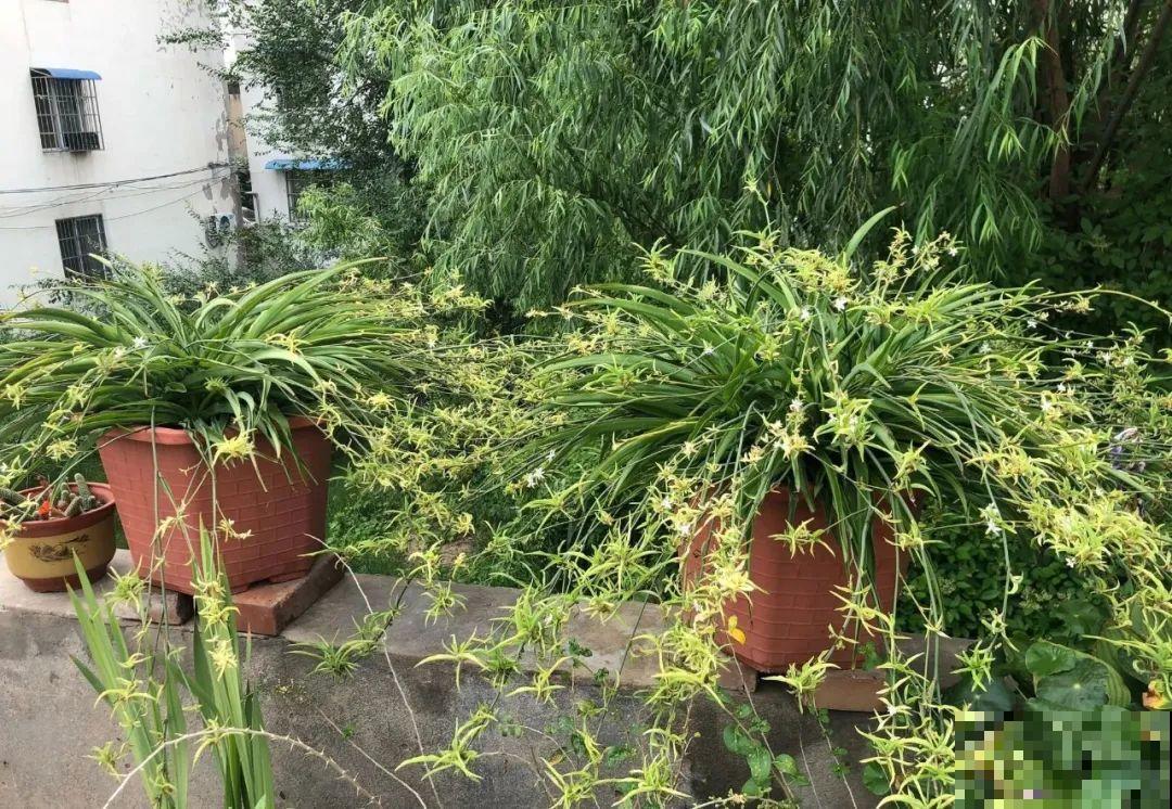 吊兰一根枝,爆出50个小吊,太漂亮! 吊兰一根枝,爆出50个小吊,太漂亮!