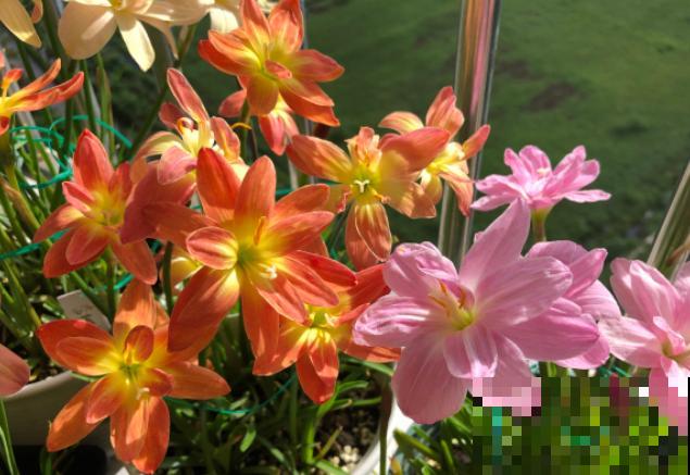 奇葩的催花方式:淋雨,越淋雨越开花! 奇葩的催花方式:淋雨,越淋雨越开花!