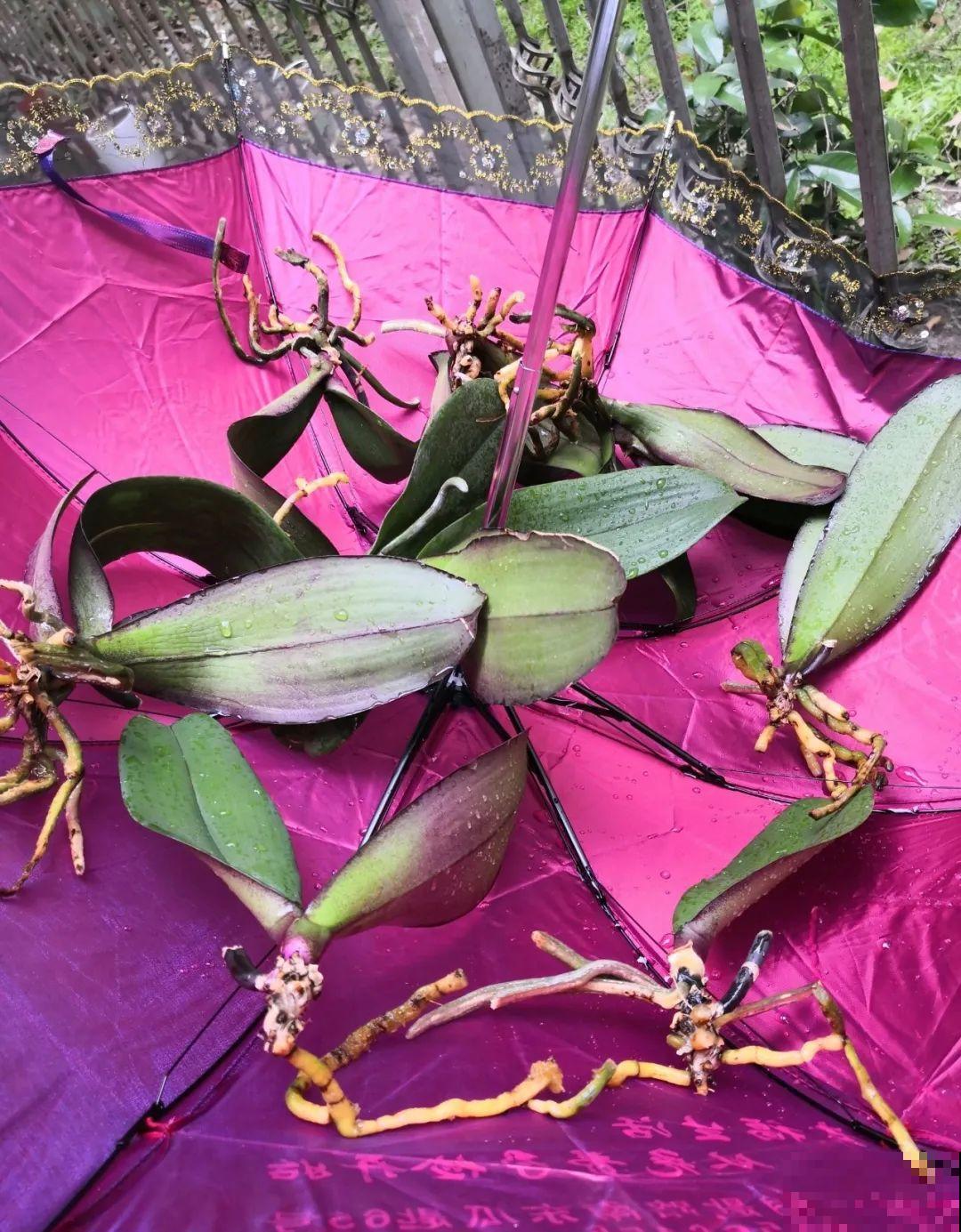 不用施肥打药,这花旱它几个月,疯狂爆花! 不用施肥打药,这花旱它几个月,疯狂爆花!