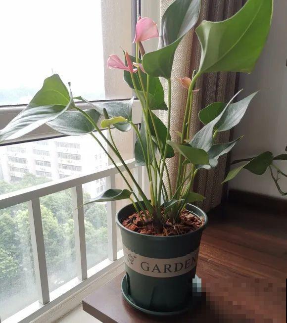 茉莉花扦插有机关，砍这一段枝条，插土里3天就活！