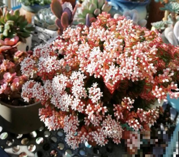 这种多肉,爆盆太可怕了,叶子多得往外溢! 这种多肉,爆盆太可怕了,叶子多得往外溢!