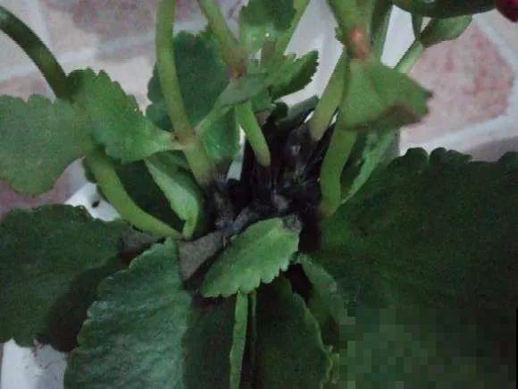 看到这些花,扭头就走,别买,谁买谁吃亏! 看到这些花,扭头就走,别买,谁买谁吃亏!