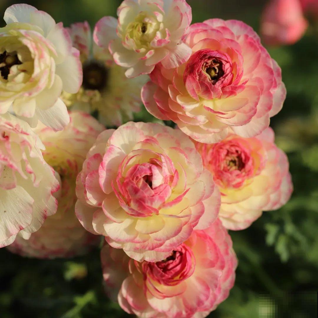 家里养盆花毛茛，开花像牡丹，艳丽多彩超漂亮