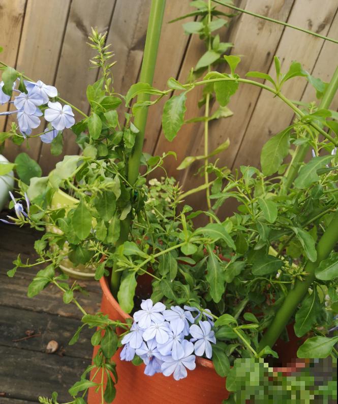 今日入伏,养花别做3件事,不然分分钟枯死! 今日入伏,养花别做3件事,不然分分钟枯死!