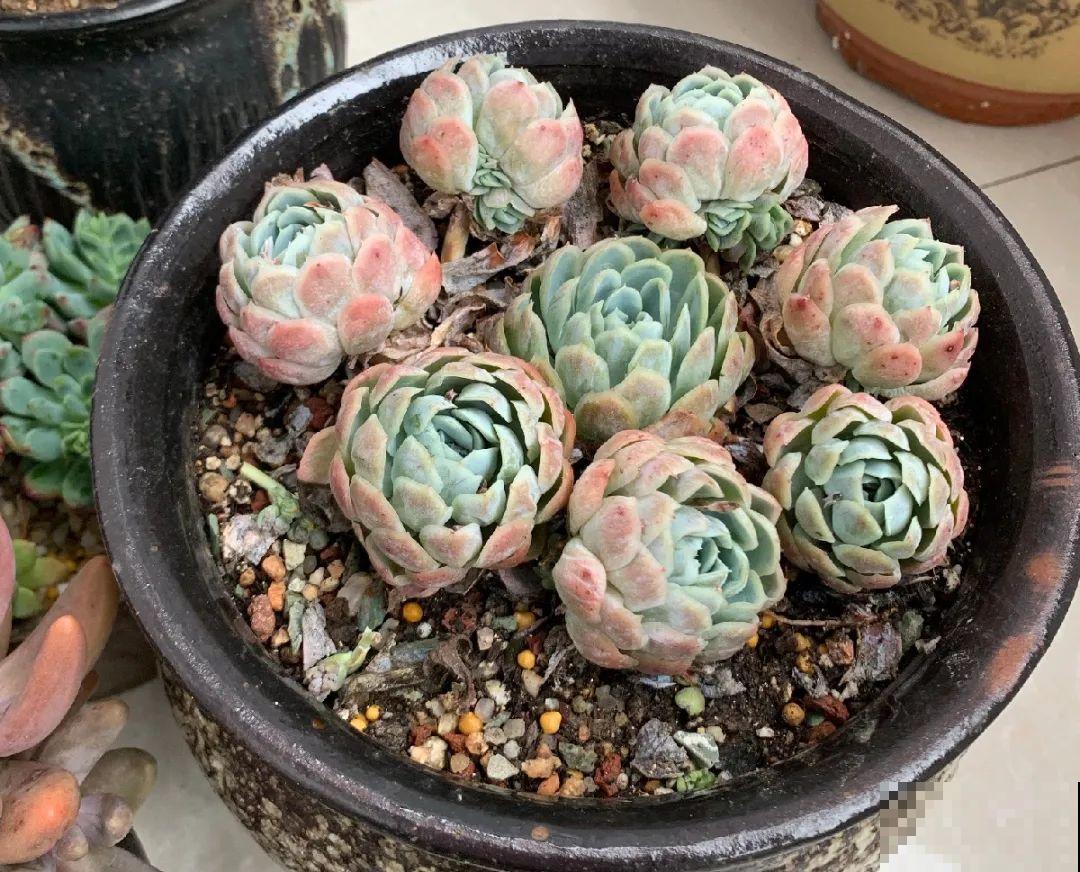 10种花,夏天怕淋雨,下雨赶紧搬进屋! 10种花,夏天怕淋雨,下雨赶紧搬进屋!