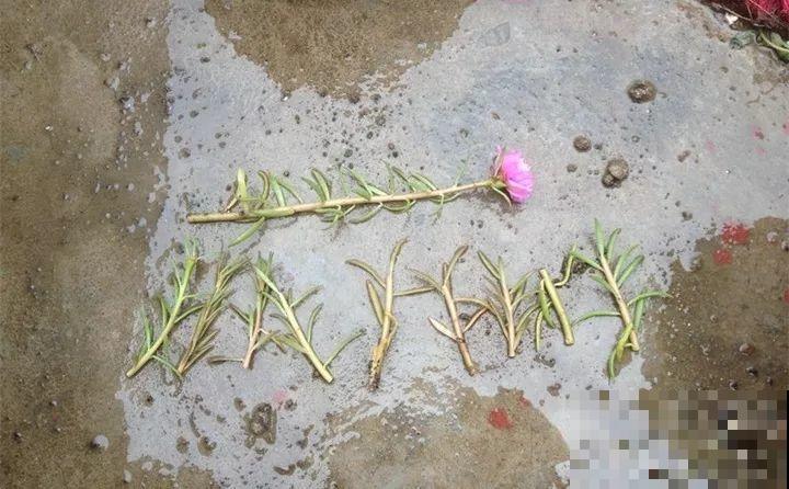 养花要狠得下心,枝条剁八段,呼呼长成新盆栽 养花要狠得下心,枝条剁八段,呼呼长成新盆栽