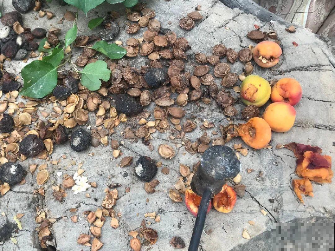 有些花有毒,家里有孩子要注意,不能乱碰 有些花有毒,家里有孩子要注意,不能乱碰