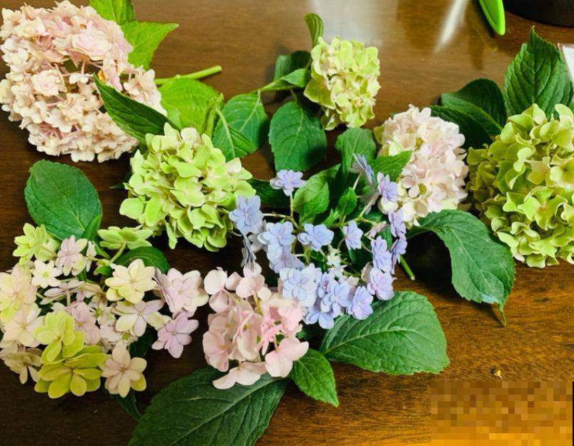 今日入伏,养花别做3件事,不然分分钟枯死! 今日入伏,养花别做3件事,不然分分钟枯死!