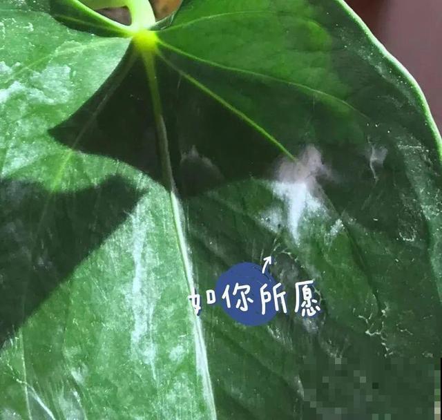 路边这些草，居然都是杀虫剂，赶紧薅一把养花用！