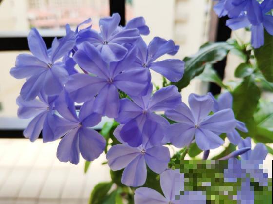 3种花要贱养，盆越小、开花越多，放大盆里容易死！