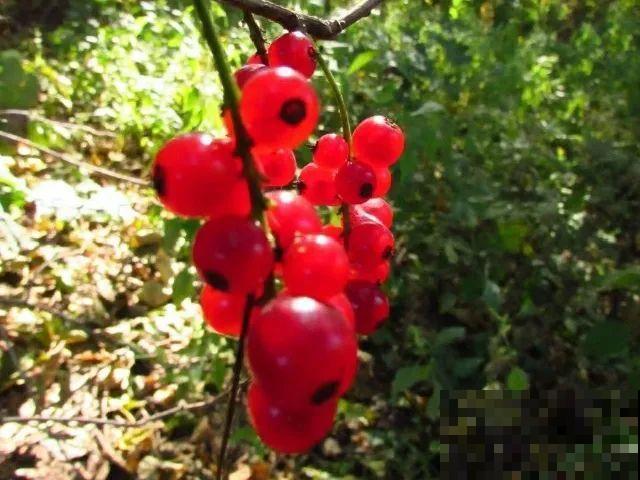 15种野果，吃过一半以上的，都是大神！