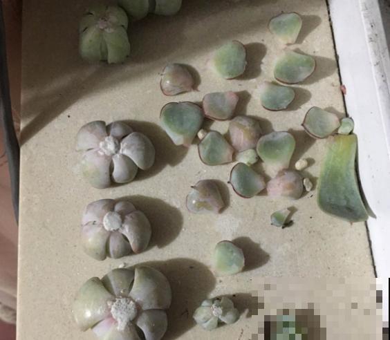 这个时节多肉长气根了,一定要注意了,不然等着收空盆吧! 这个时节多肉长气根了,一定要注意了,不然等着收空盆吧!