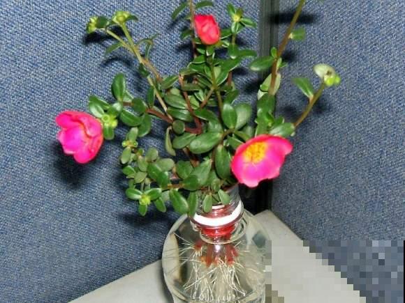 奇葩的养花方式,看得我目瞪口呆,长见识了! 奇葩的养花方式,看得我目瞪口呆,长见识了!