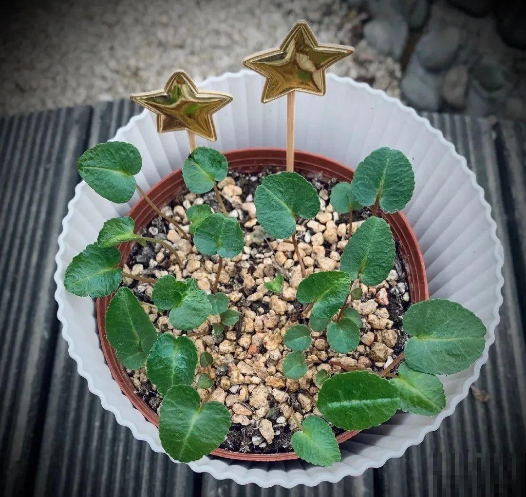 15种花繁殖力强，种子扔土里，呼呼冒出一大片