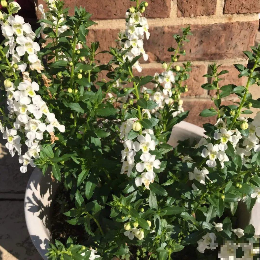 家里养这4种花，呼呼窜2米，开花成一串