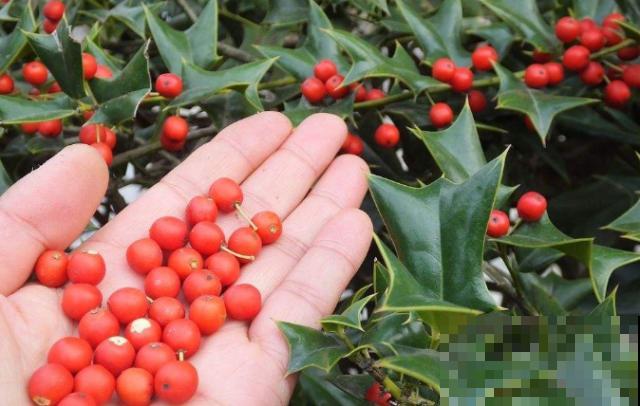 农村最奇特的植物，叶子长满刺，种门口可以防贼！