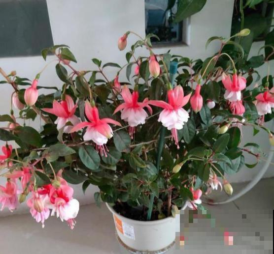 三伏天来了,这4种花赶紧断水,一浇一个死! 三伏天来了,这4种花赶紧断水,一浇一个死!