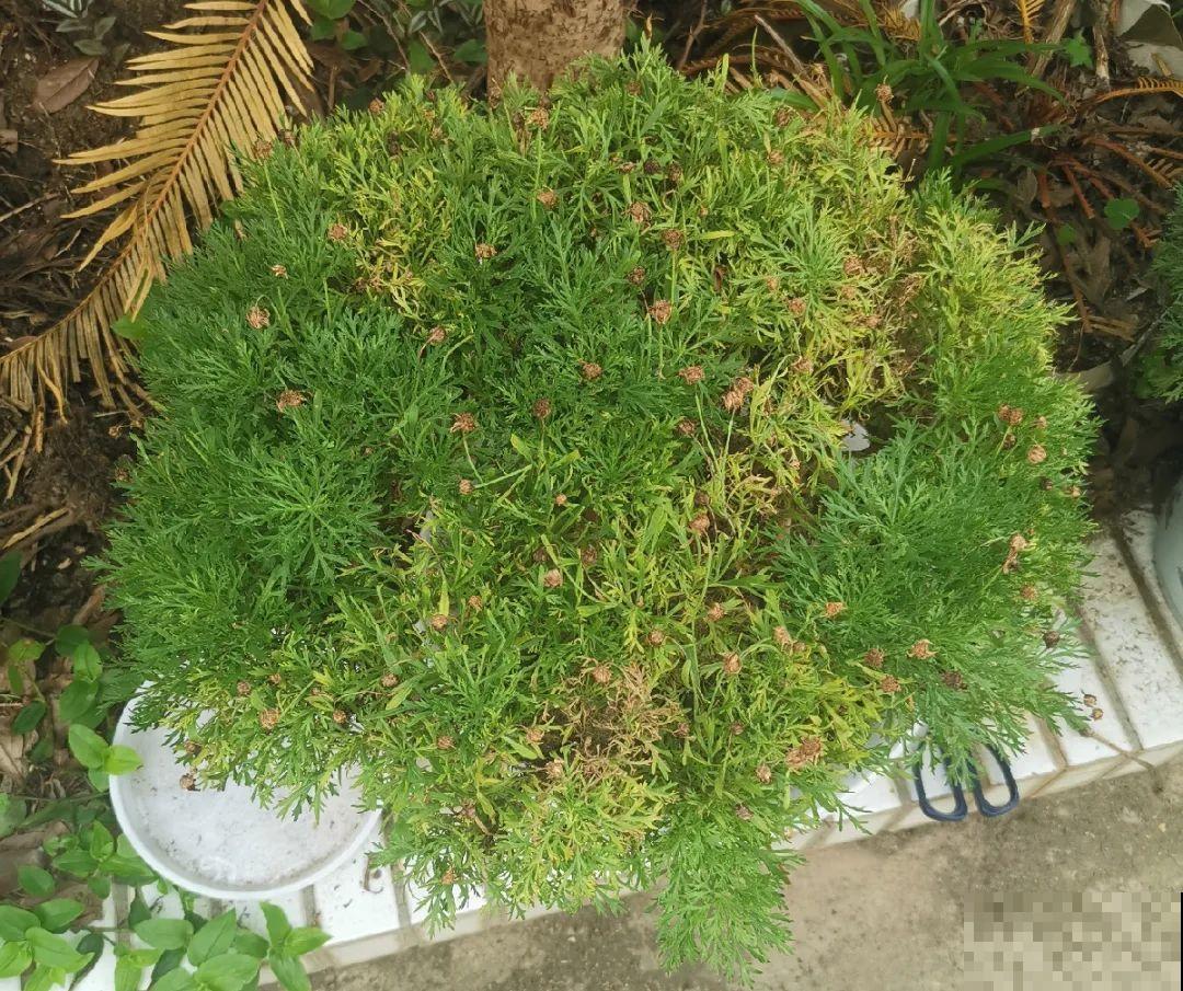 三角梅狠心剪一剪，花芽蹭蹭冒，开爆盆