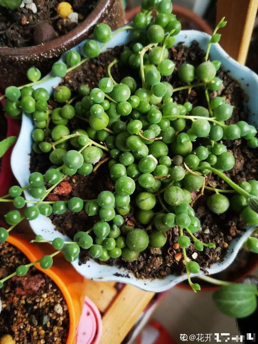 养花要狠得下心,枝条剁八段,呼呼长成新盆栽 养花要狠得下心,枝条剁八段,呼呼长成新盆栽